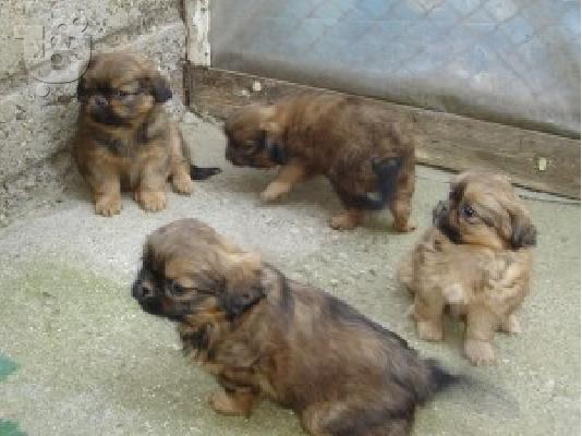 pekinoua puppies